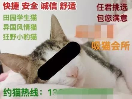 小浣熊、猫头鹰,只有你想不到,没有宠物咖啡馆盘不到的!