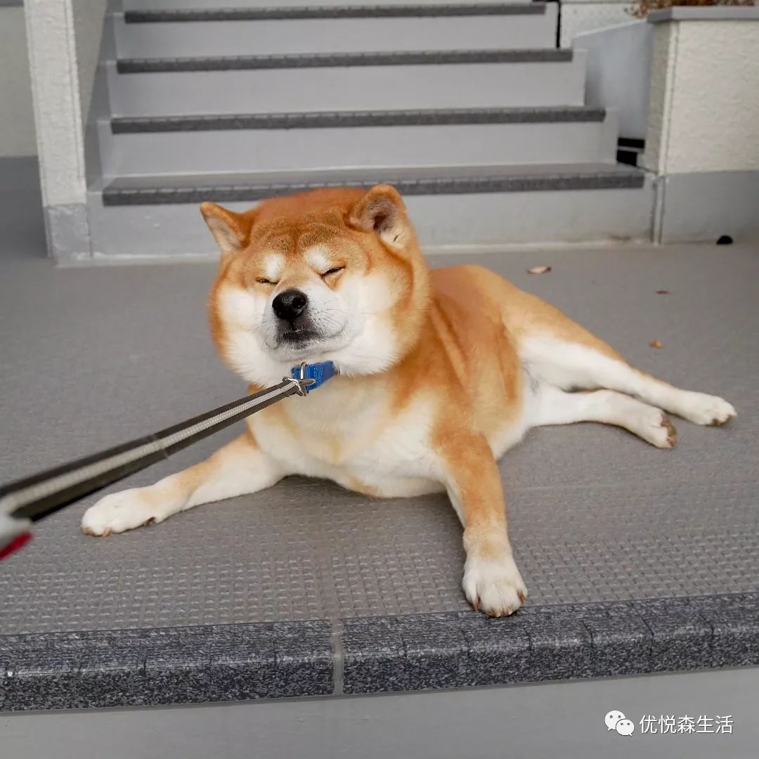 柴犬届的表情包,肥肥的脸蛋怎么那么可爱啊