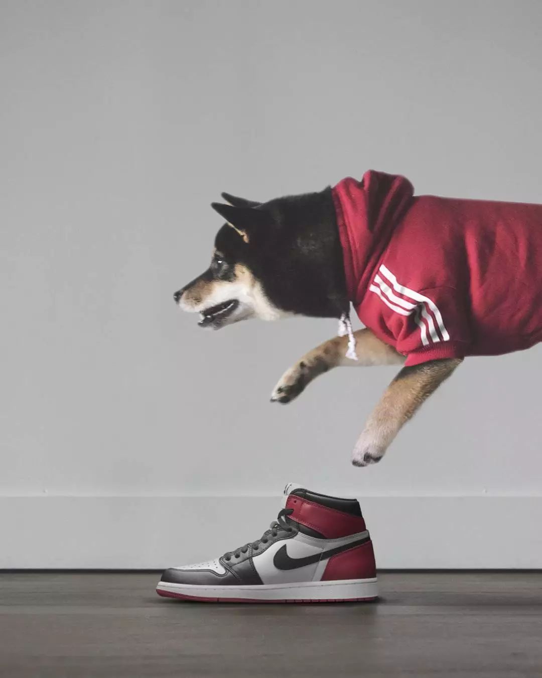 篮球鞋下的狗图片