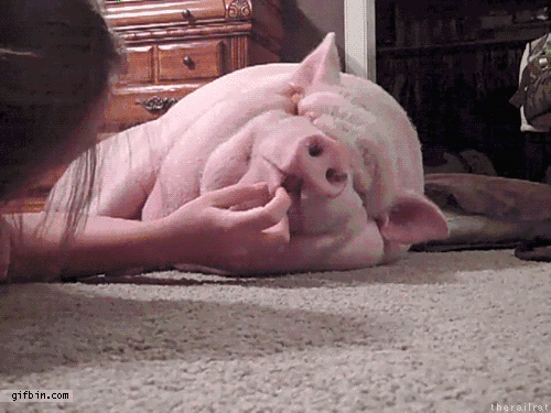 一只手拍猪起床的GIF图片